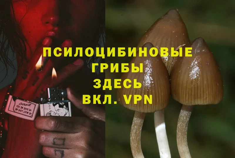 Галлюциногенные грибы Psilocybe  Болохово 